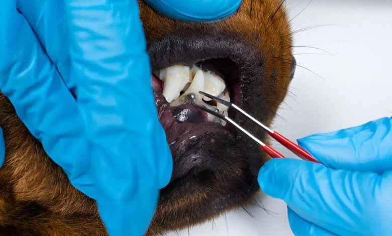 dog braces teeth