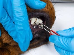 dog braces for teeth
