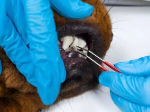 dog braces for teeth