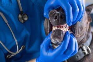 dog braces teeth