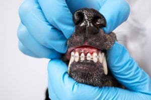 dog braces for teeth