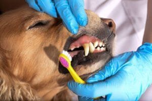 dog braces for teeth