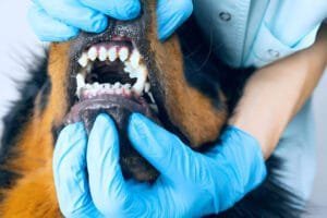 dog braces teeth