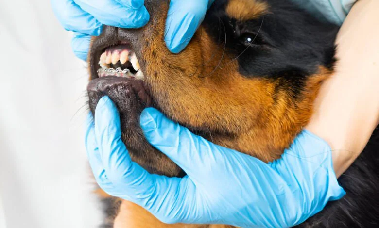 dog braces for teeth